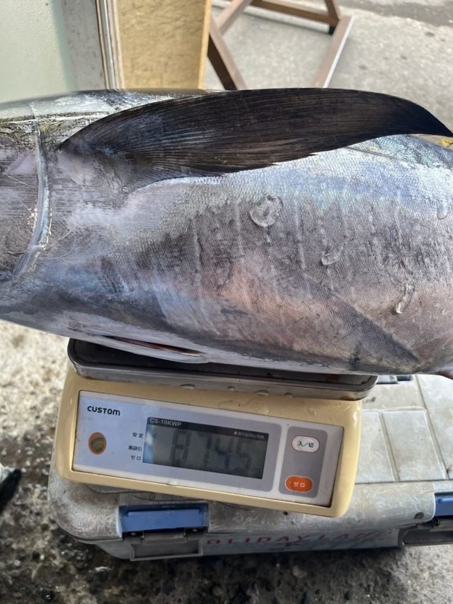 キメジ(キハダ)