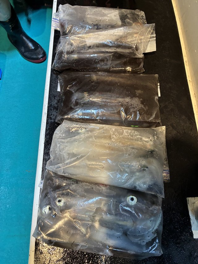 アカイカ(ケンサキイカ)