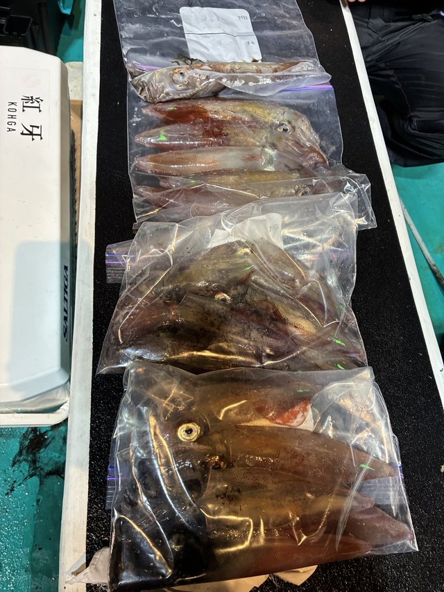 アカイカ(ケンサキイカ)