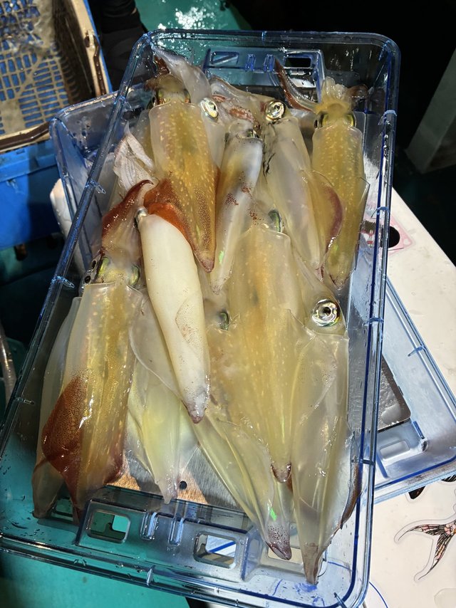 アカイカ(ケンサキイカ)