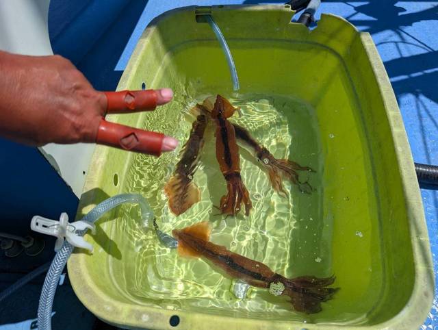 スルメ(スルメイカ)