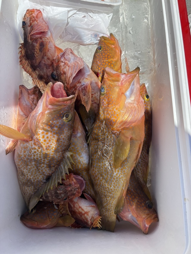 アコウ(キジハタ)