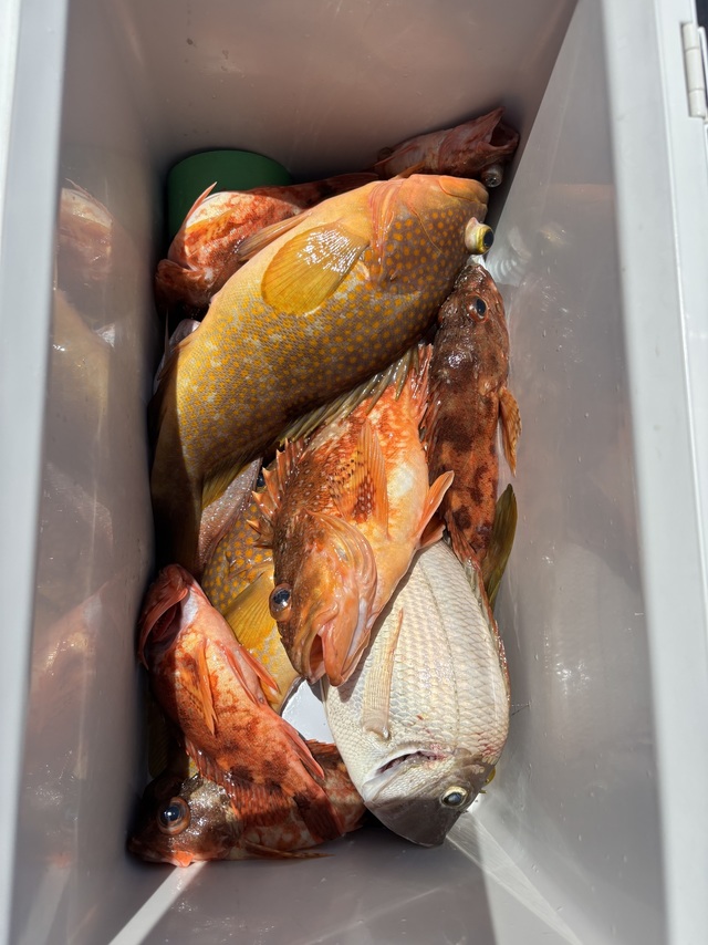 アコウ(キジハタ)