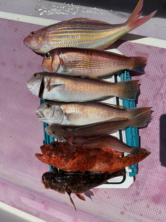 アマダイ(アカアマダイ)