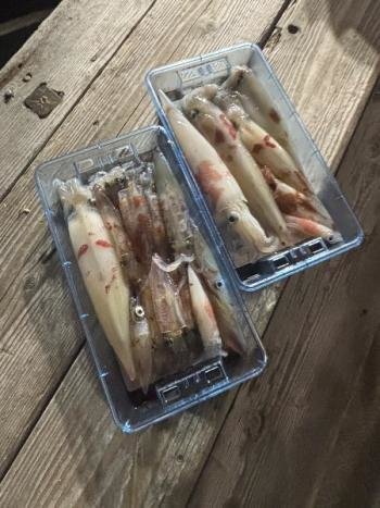 マイカ(ケンサキイカ)