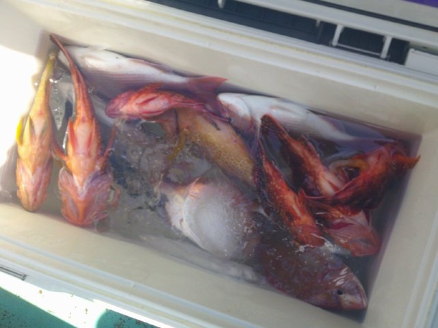 ハナダイ(チダイ)・キジハタ・カサゴ