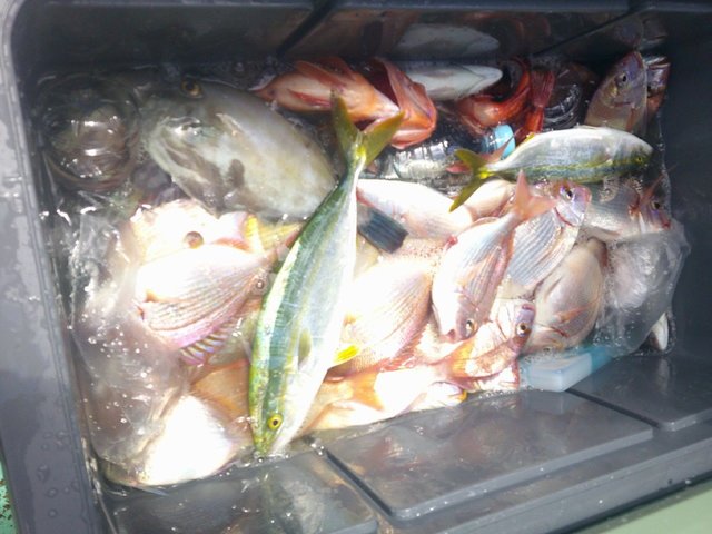 ハナダイ(チダイ)・カサゴ・ウマヅラハギ・イナワラ(ブリ)