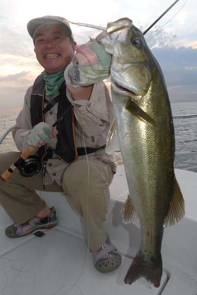 シーバス(スズキ)