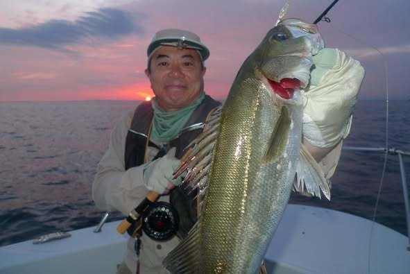 シーバス(スズキ)