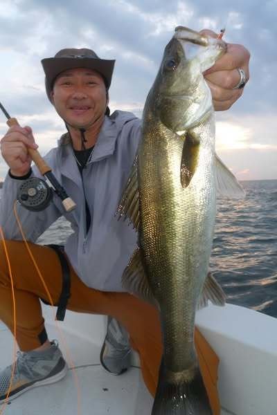 シーバス(スズキ)