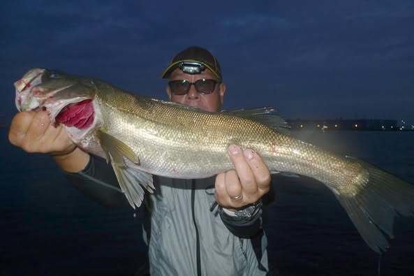 シーバス(スズキ)