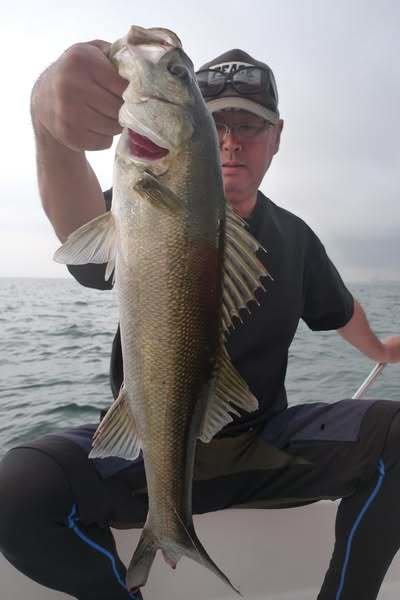 シーバス(スズキ)