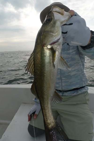 シーバス(スズキ)