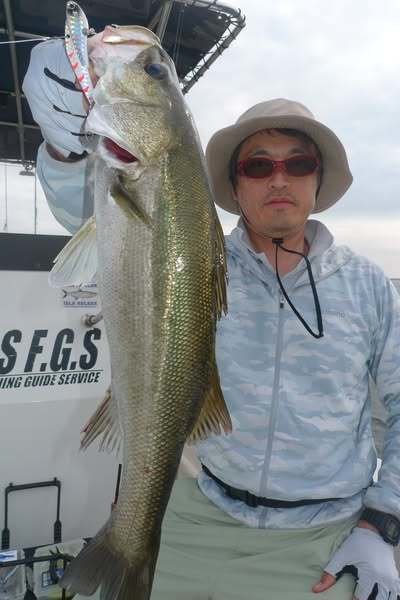 シーバス(スズキ)