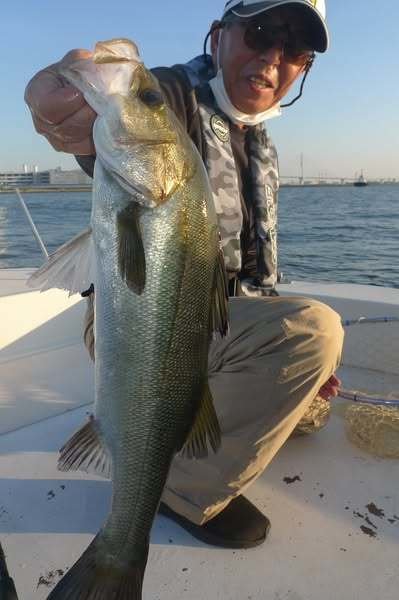 シーバス(スズキ)