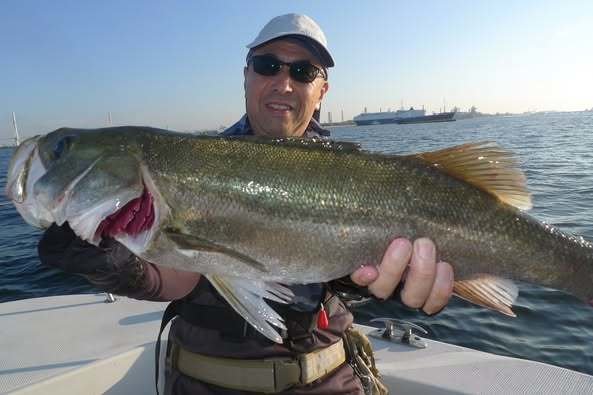 シーバス(スズキ)