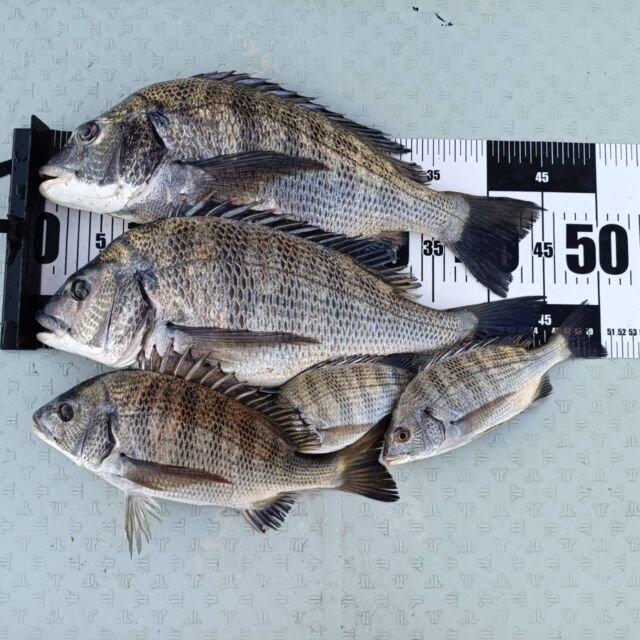 チヌ(クロダイ)