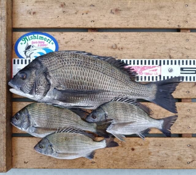 チヌ(クロダイ)