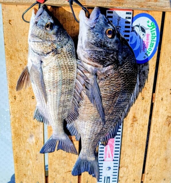 チヌ(クロダイ)