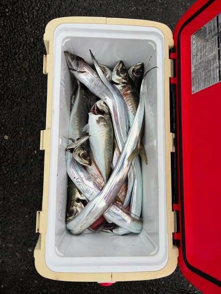 アジ(マアジ)・タチウオ