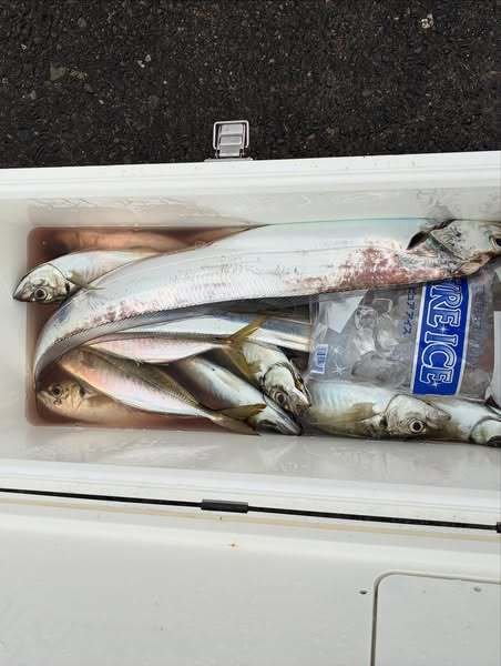 アジ(マアジ)・タチウオ