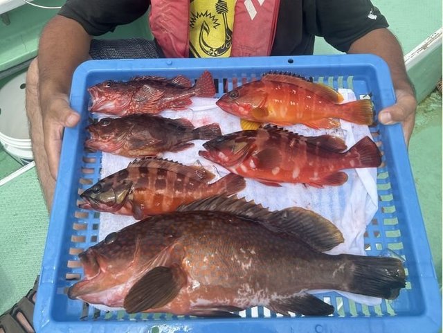 アカハタ・キジハタ・カサゴ