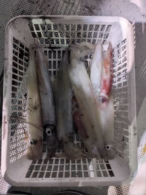 アカイカ(ケンサキイカ)