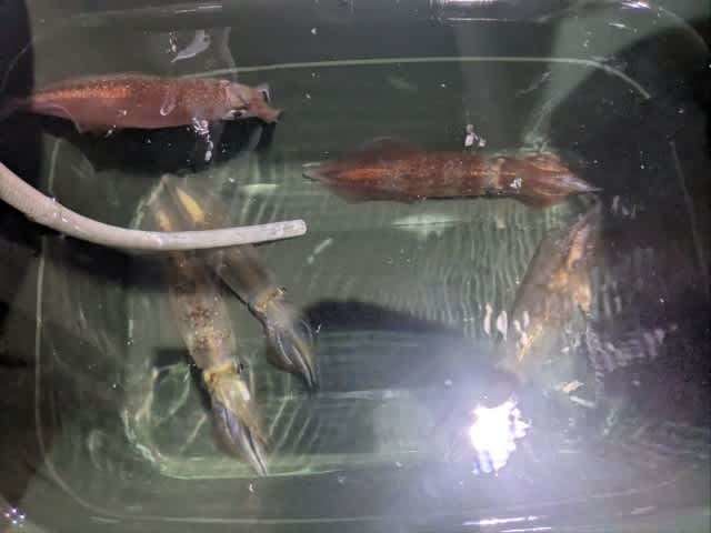 アカイカ(ケンサキイカ)