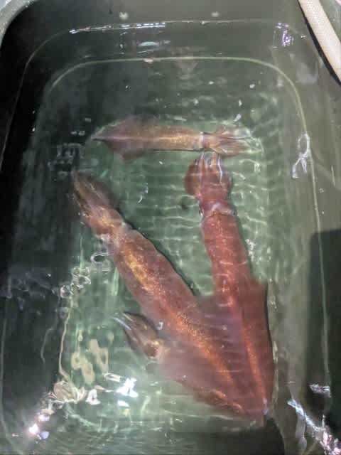 アカイカ(ケンサキイカ)