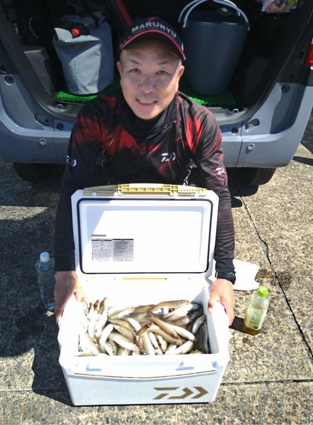 キス(シロギス)