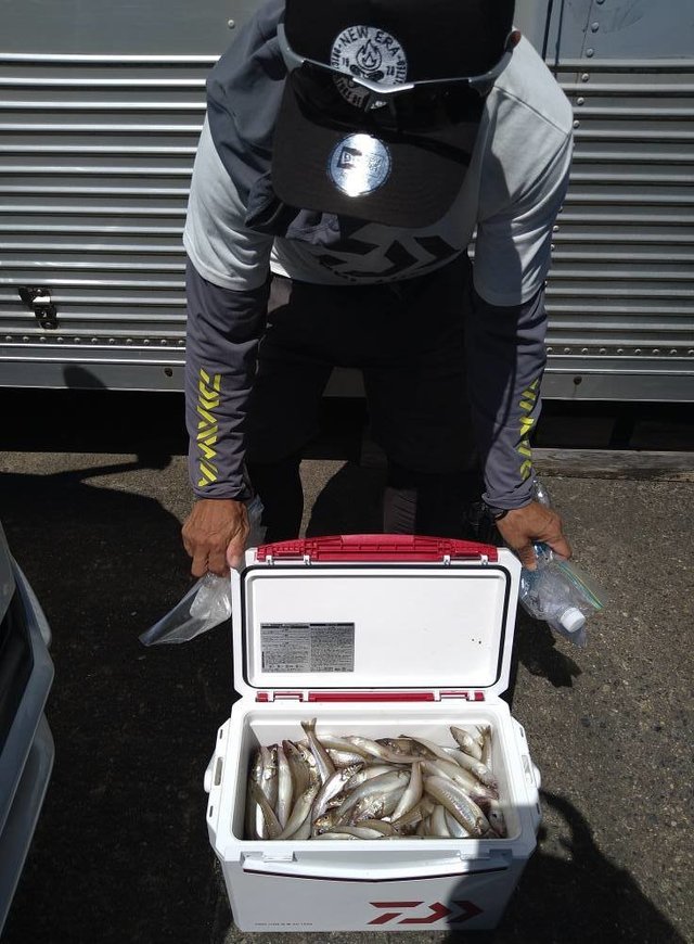 キス(シロギス)