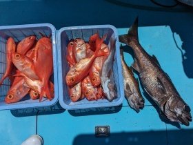 クロムツ・キンメ(キンメダイ)・シロムツ(オオメハタ)