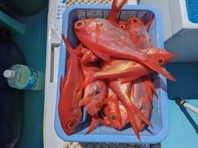 キンメ(キンメダイ)