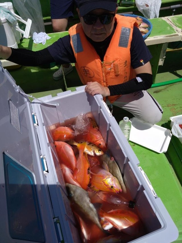 レンコダイ(キダイ)・アカイサキ