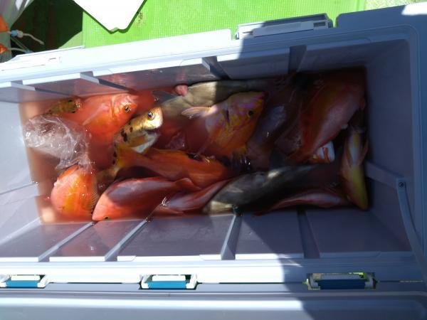 レンコダイ(キダイ)・アカイサキ