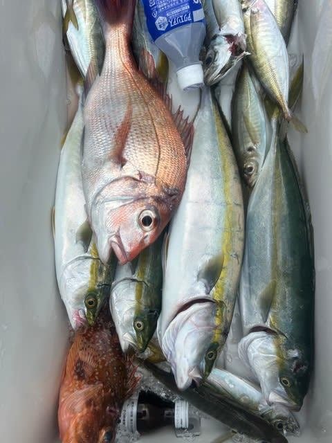 マダイ・アコウ(キジハタ)・アジ(マアジ)・ツバス(ブリ)