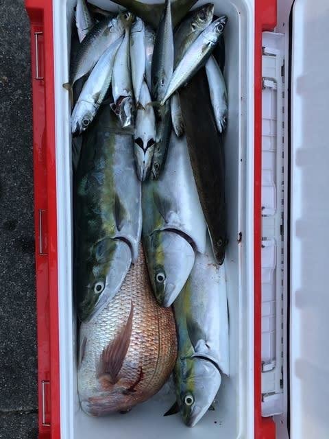 マダイ・マアジ・ハマチ(ブリ)・ゴマサバ