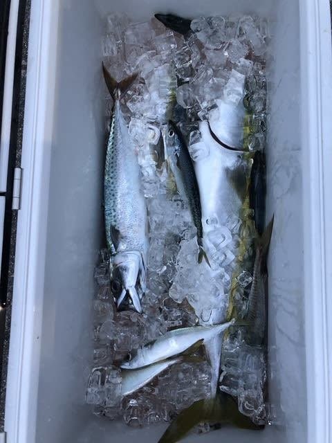 マアジ・ハマチ(ブリ)・ゴマサバ