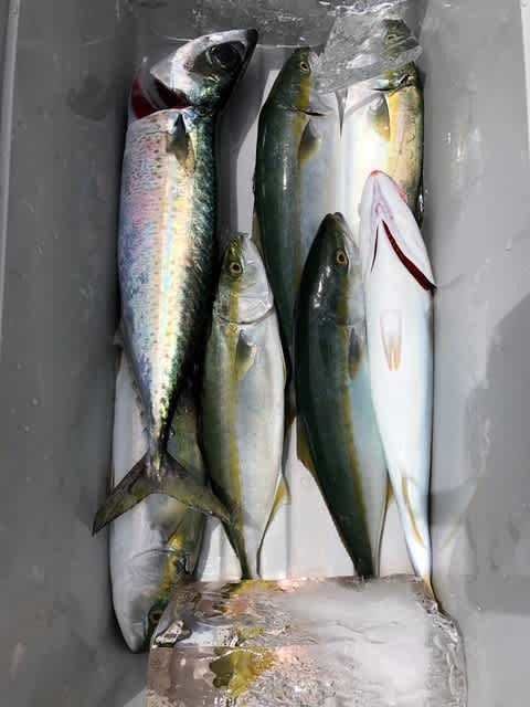 ツバス(ブリ)・サバ(ゴマサバ)