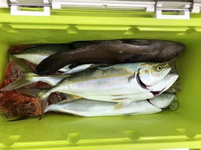 トビハタ・ツバス(ブリ)・カサゴ