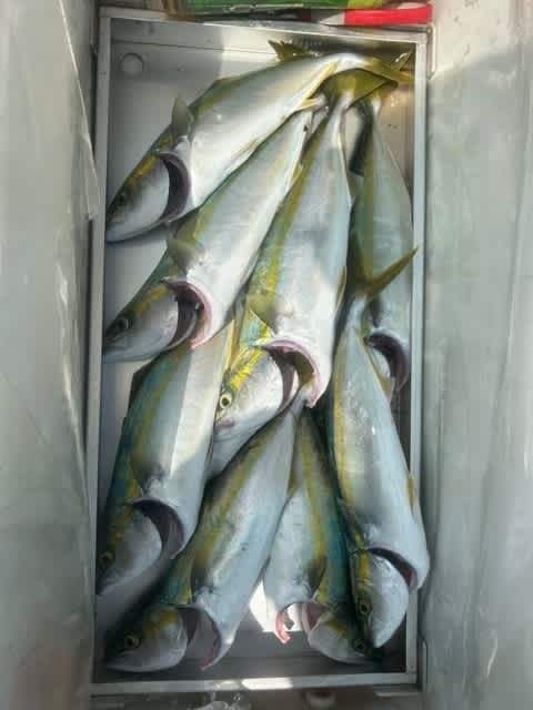 ツバス(ブリ)・ハマチ(ブリ)