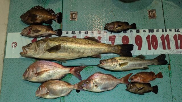 マダイ・マタカ(スズキ)・メバル