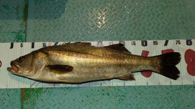 マタカ(スズキ)