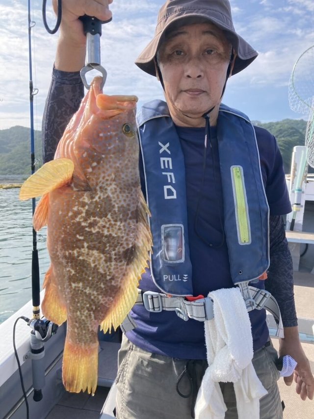 アコウ(キジハタ)