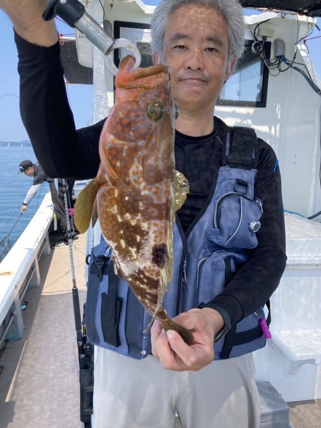 アコウ(キジハタ)