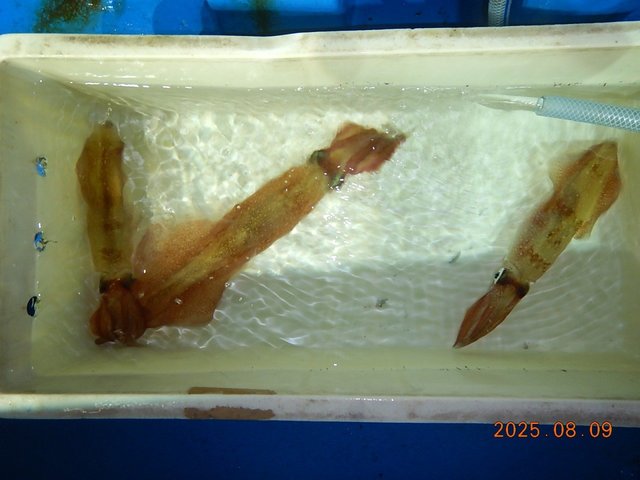 アカイカ(ケンサキイカ)