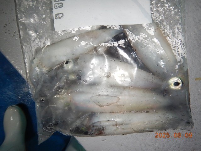 アカイカ(ケンサキイカ)