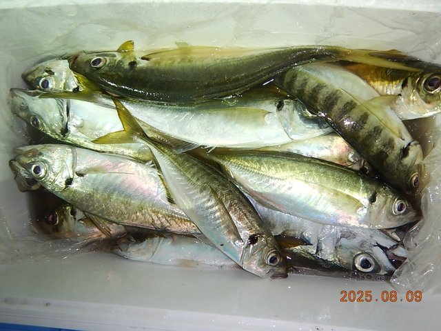 アジ(マアジ)・サバ(ゴマサバ)