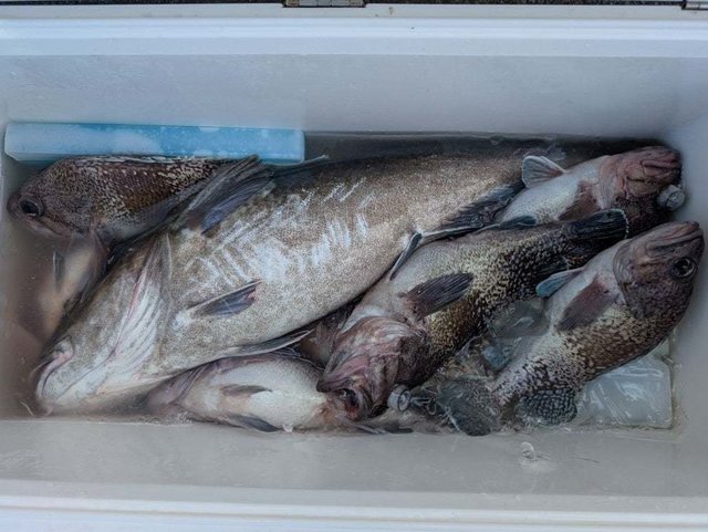 マゾイ(キツネメバル)・マダラ