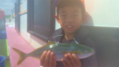 ツバイソ(ブリ)